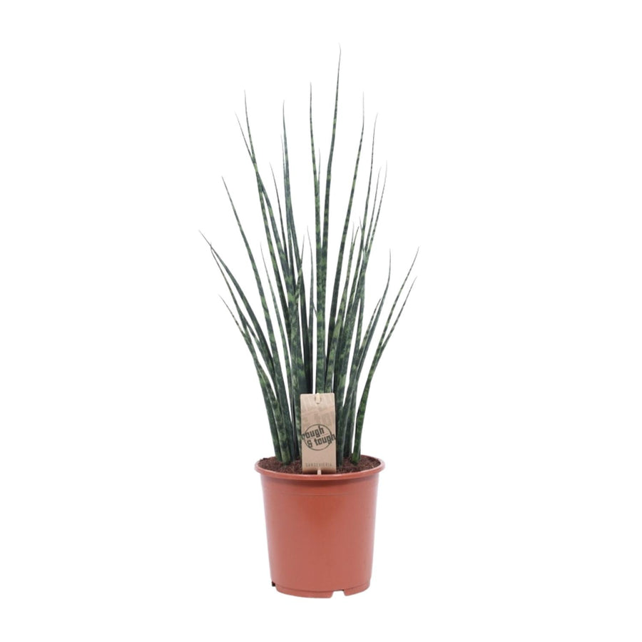 Bogenhanf (Sansevieria 'Fernwood Mikado') 80 cm hoch, Topf ø19 cm