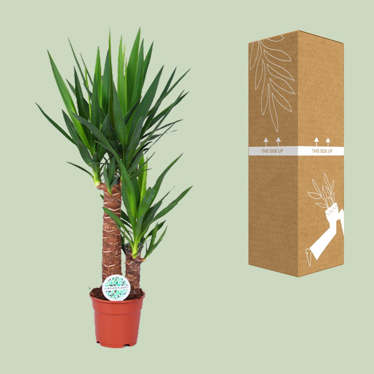 Palmlelie (Yucca elephantipes)