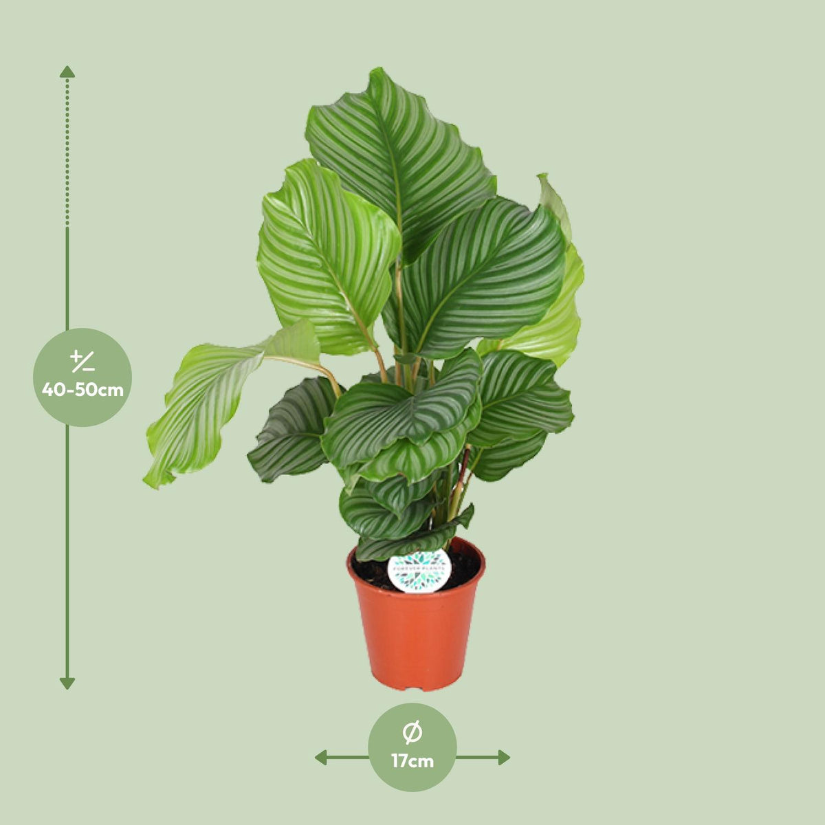 Calathea 60 cm tall, pot ø17 cm