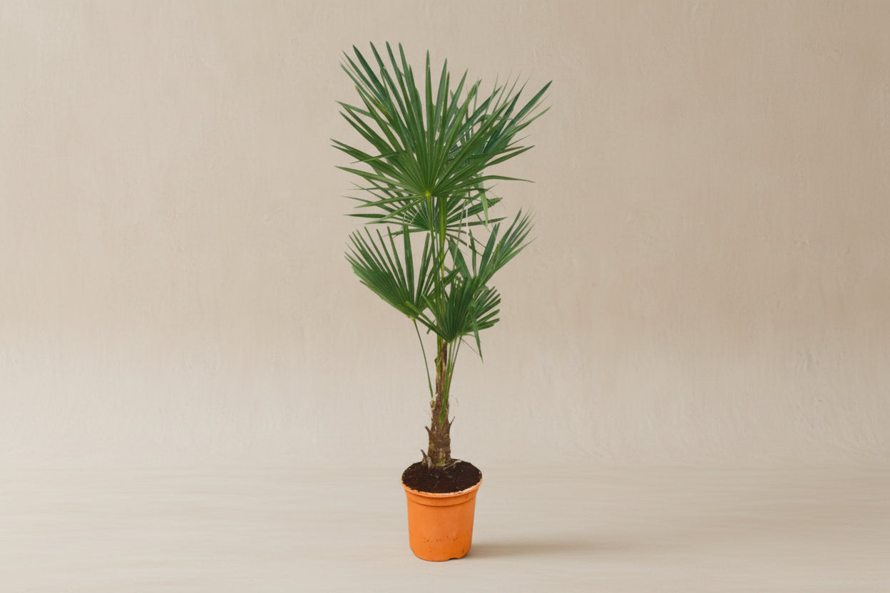 Waaierpalm (Trachycarpus fortunei) 160 cm hoog, pot ø27 cm