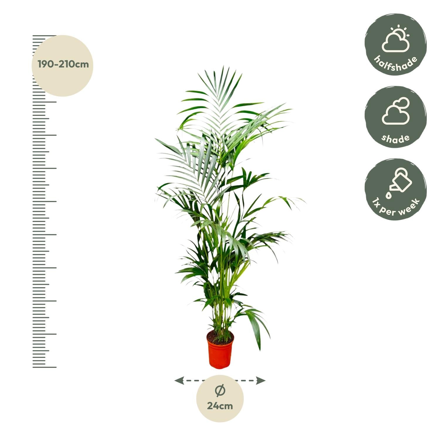 Kentia Palm - 200 cm - ø24 - XXLplant