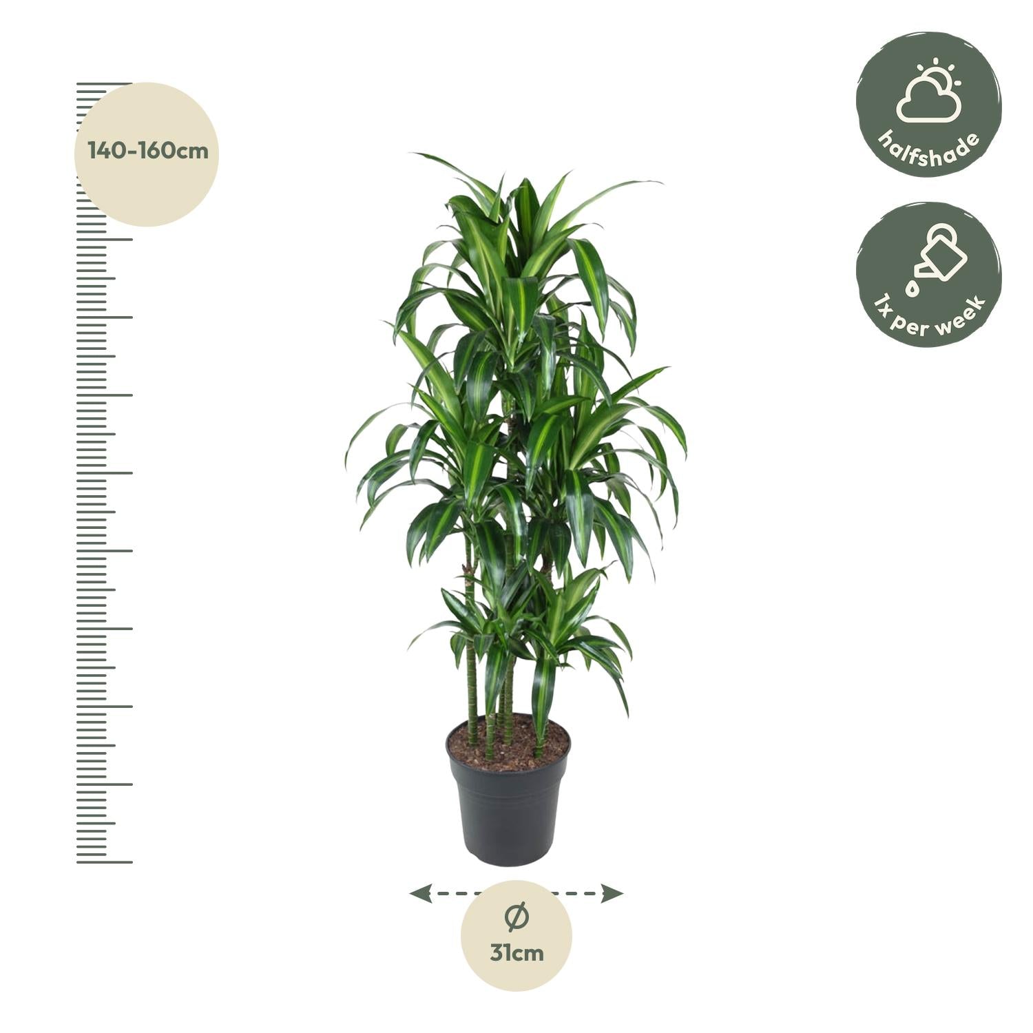 Drakenbloedboom Hawaiiana Carrousel (Dracaena) 150 cm hoog, pot ø31 cm