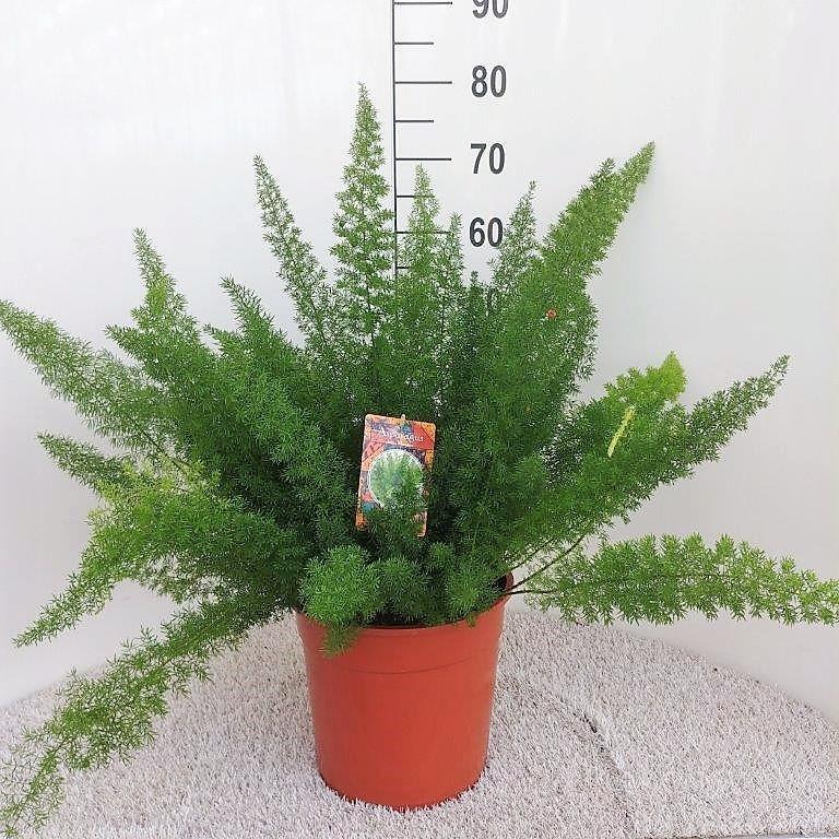 Asparago coda di volpe (Asparagus densiflorus 'Meyersii') 60 cm di altezza, vaso ø27 cm
