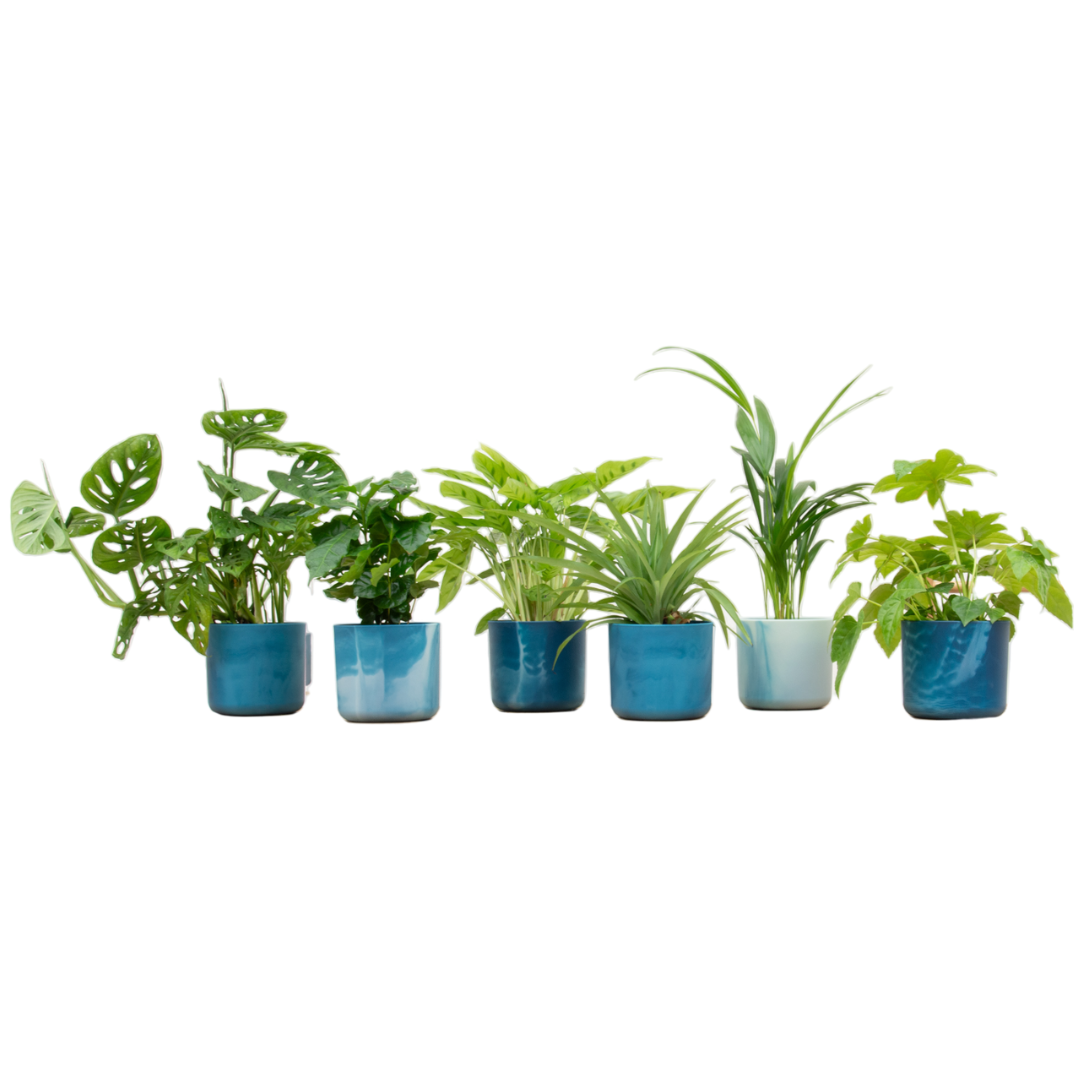 Verrassingsbox 6 planten met bloempot elho Ocean Round atlantisch blauw ø14 cm