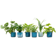 Boîte surprise 6 plantes avec pot de fleur elho Ocean Round bleu atlantique ø14 cm