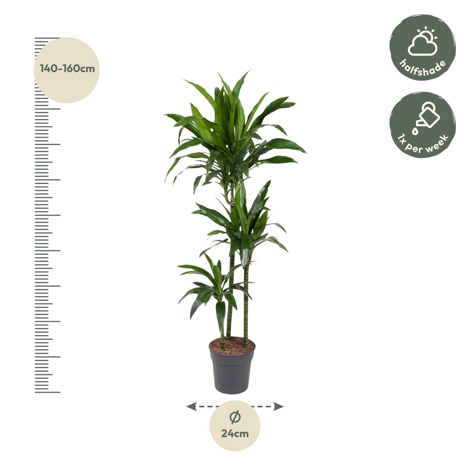 Drakenbloedboom Janet Craig (Dracaena) 150 cm hoog, pot ø24 cm
