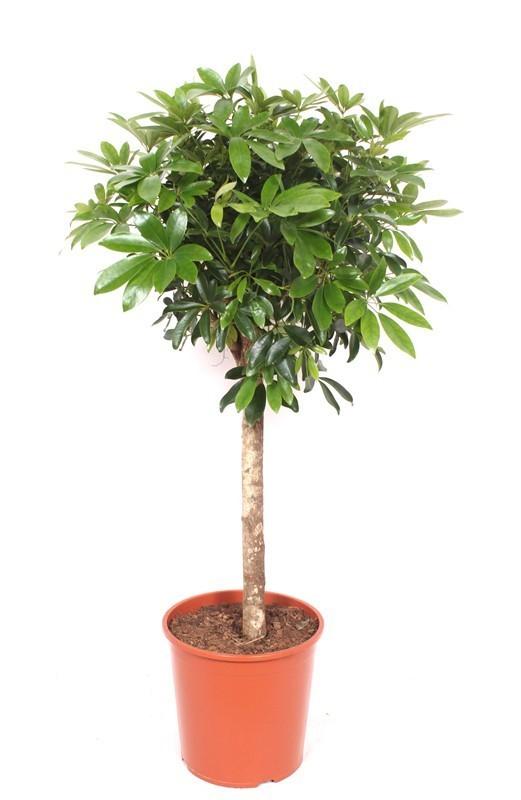 Schefflera op stam