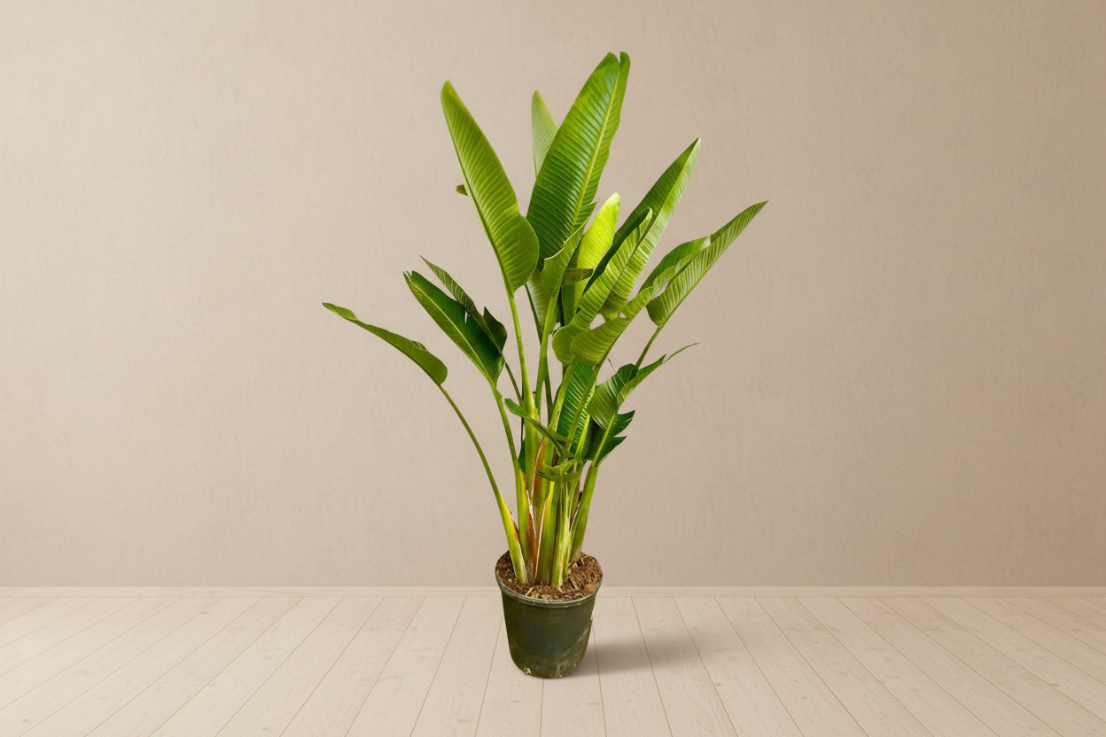 Strelitzia Augusta multi stam XXL - 225 cm - ø40 - XXLplant