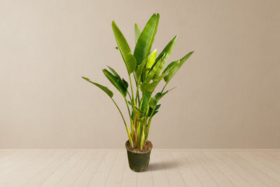Uccello del paradiso bianco multi tronco (Strelitzia augusta) 225 cm di altezza, vaso ø32 cm