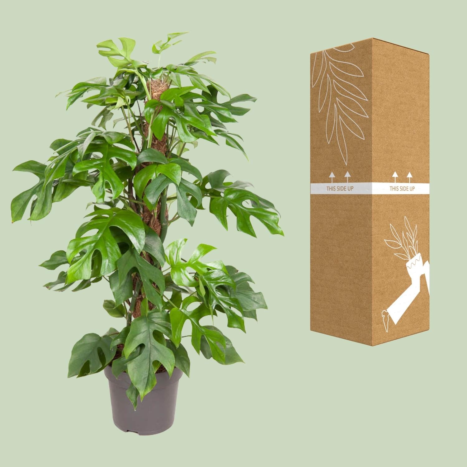 Monstera Minima (gatenplant) 80 cm hoog, pot ø19 cm