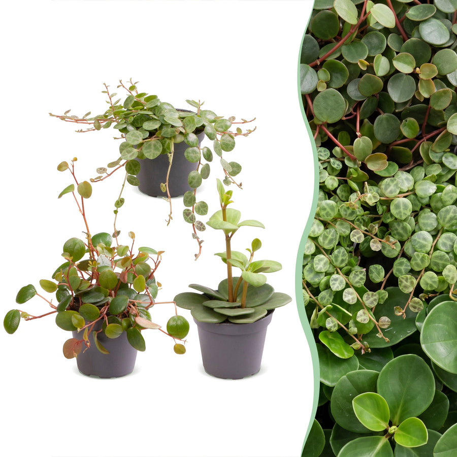 Miks Baby Peperomia (3 rośliny, doniczka ø6 cm)