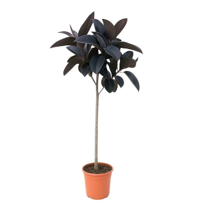 Ficus Elastica Abidżan