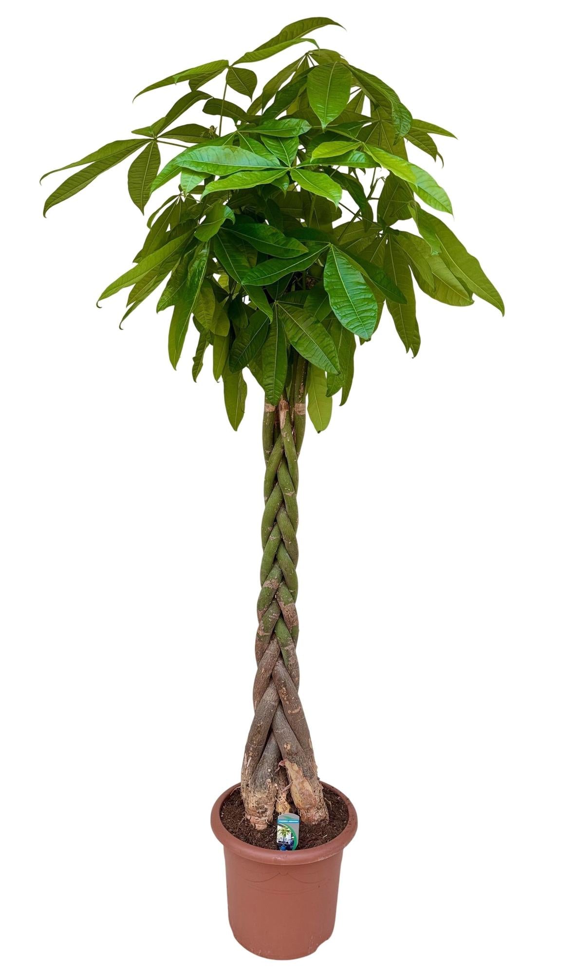 Geldbaum (Pachira aquatica) 200 cm hoch, Topf ø32 cm
