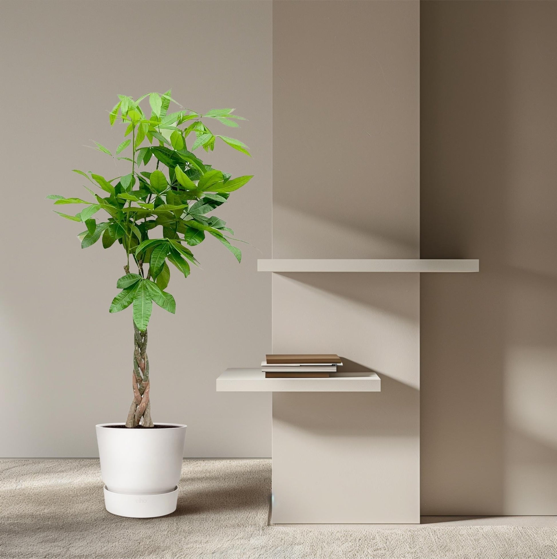 Pachira Aquatica geldboom met glanzende groene bladeren en gevlochten stam in pot van 24 cm diameter