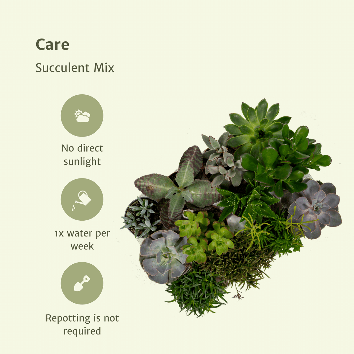 Succulenten mix 10 cm