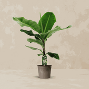 Musa (Bananenplant) op 150cm — XXLplant