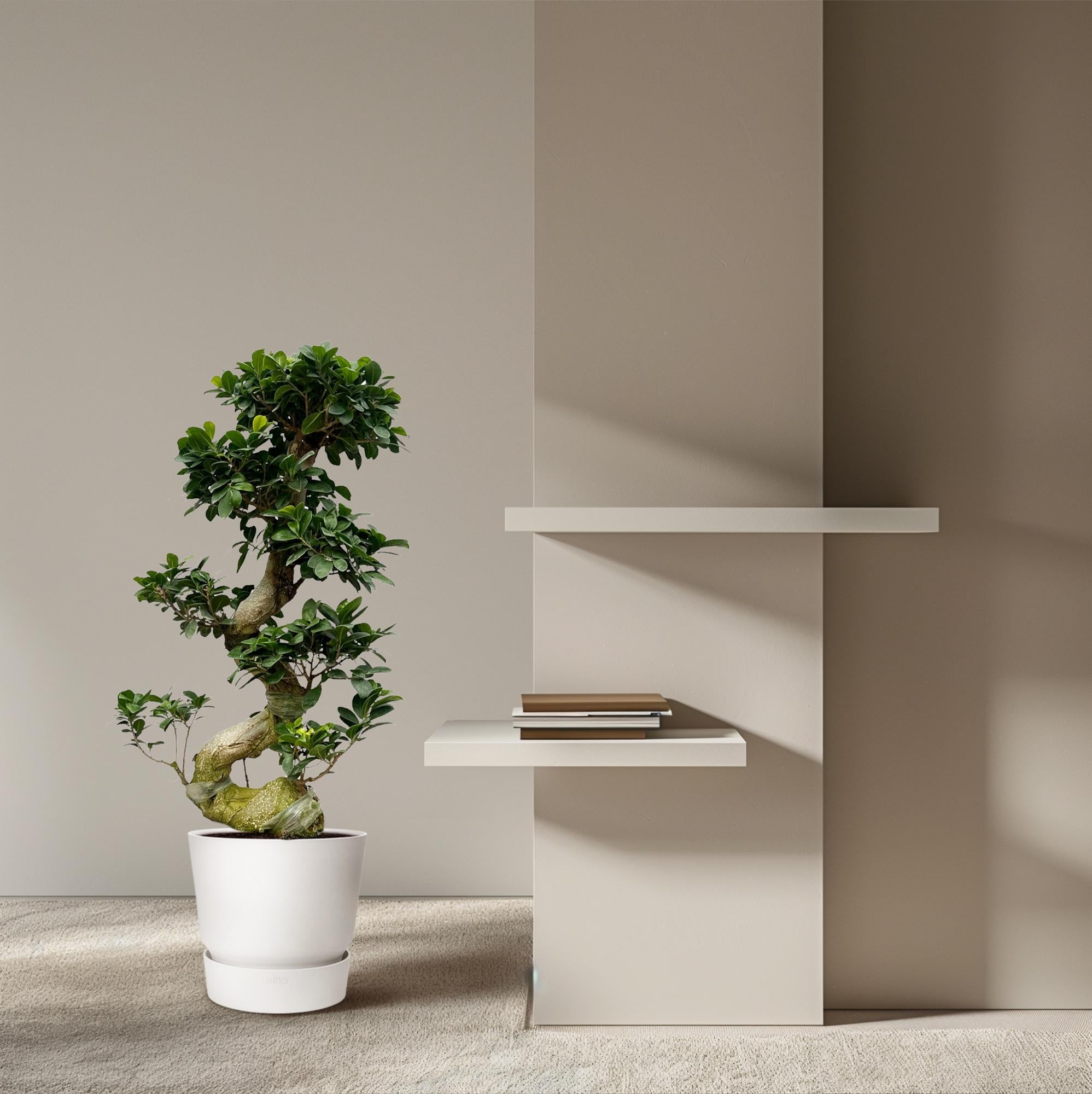 Ficus Microcarpa Ginseng - 80 cm - Ø27cm