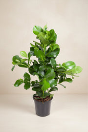 Clusia rosea (Handtekeningplant) op 100cm — XXLplant