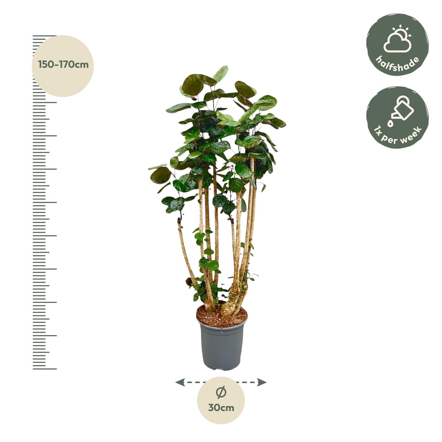 Polysicas Fabian XXL - 150 cm - ⌀30 - XXLplant