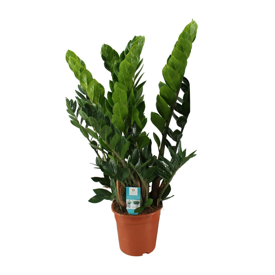 Zamiokulkas (Zamioculcas zamiifolia) 80 cm wysokości, doniczka ø21 cm