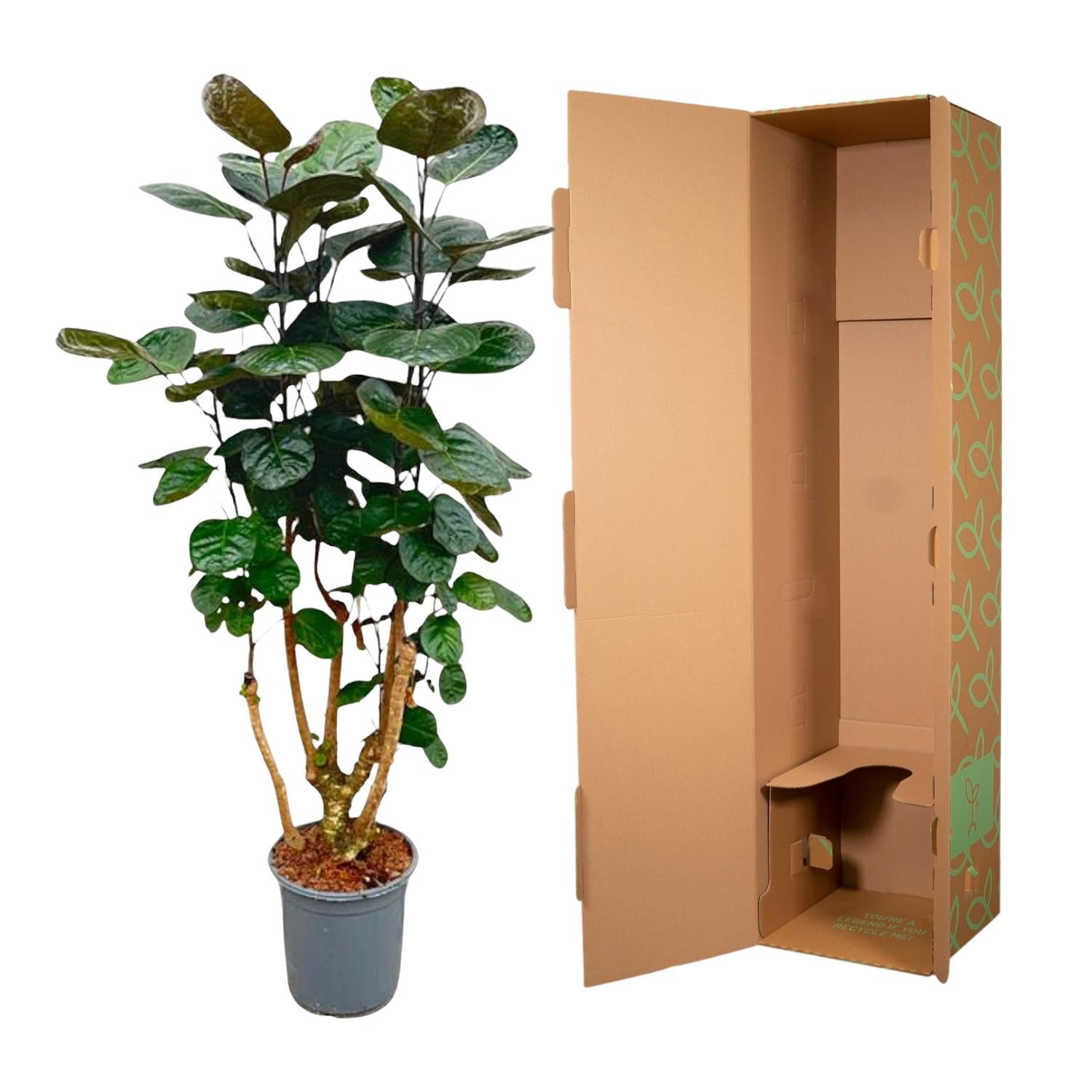 Polyscias Fabian - 130 cm - ø24 - XXLplant