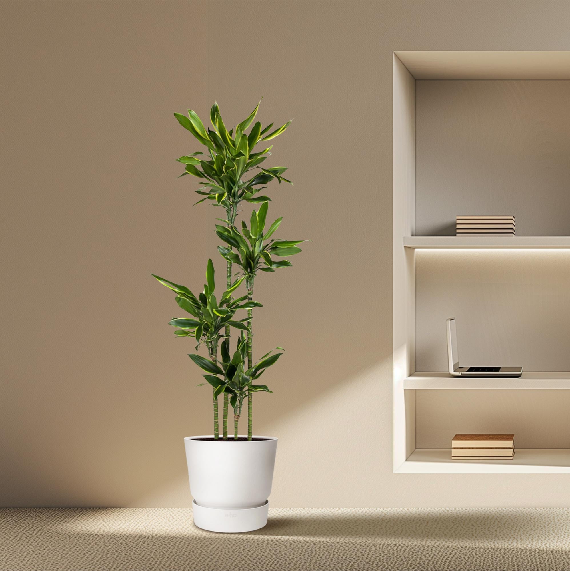 Dracaena Golden Coast (drakenbloedboom) 170 cm hoog, pot ø27 cm