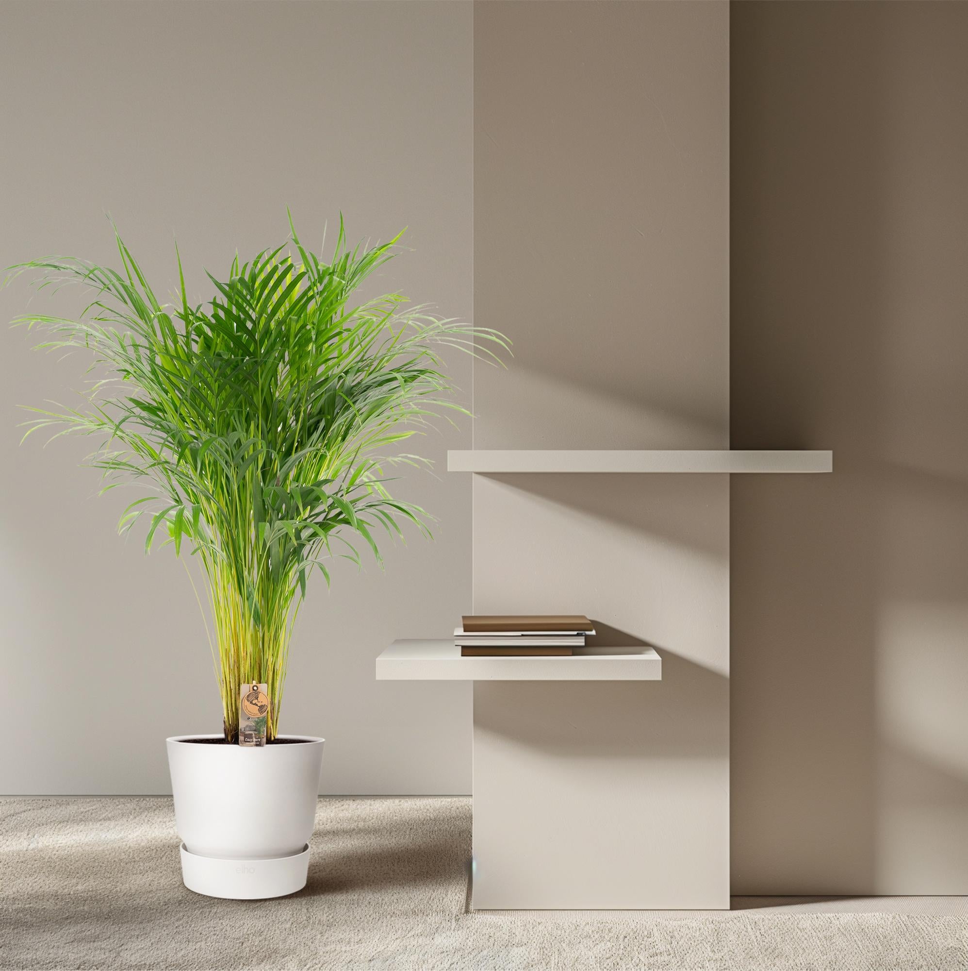 Areca palme