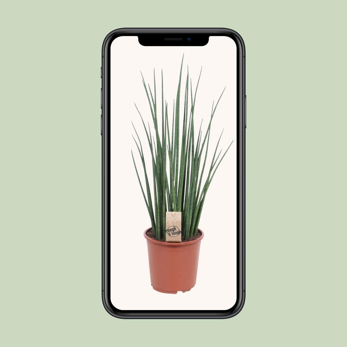 Vrouwentong (Sansevieria 'Mikado')
