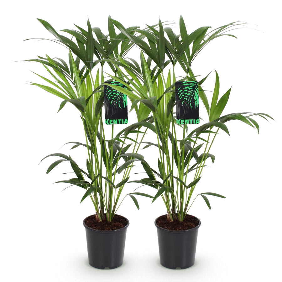 Kentiapalme (Howea forsteriana) 80-85 cm hoch, Topf ø19 cm, 2er-Set