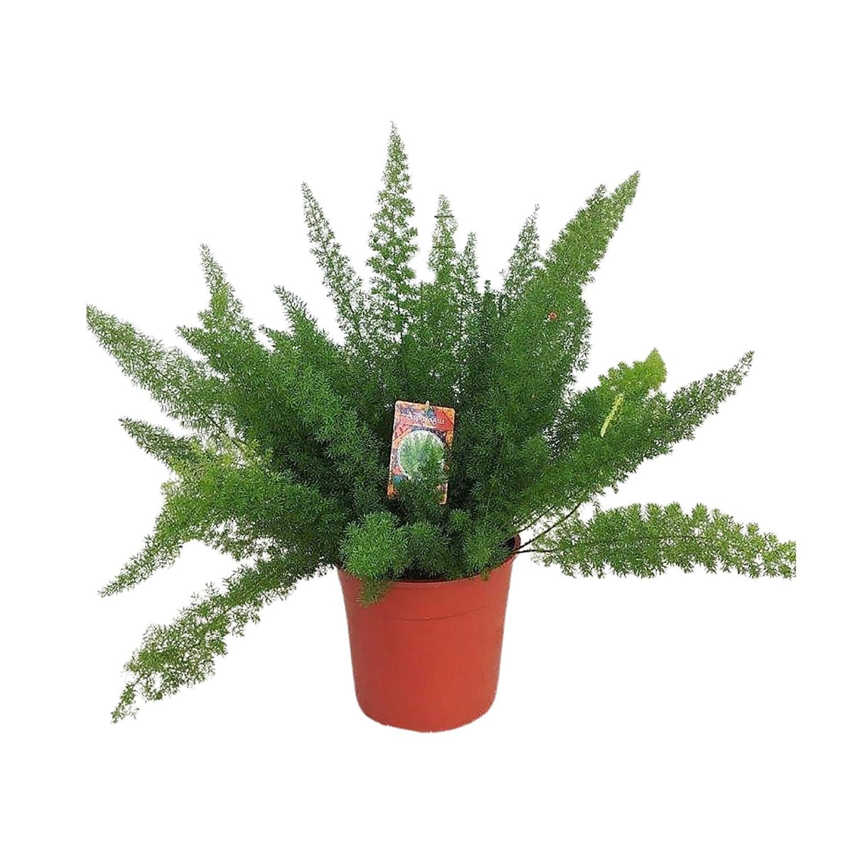 Asparago coda di volpe 60 cm di altezza, vaso ø27 cm