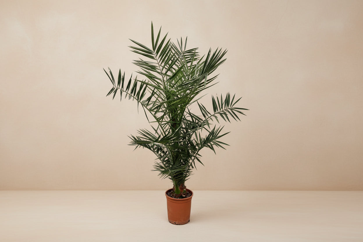 Phoenix Canariensis - 140cm - ø21