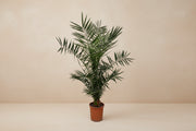 Phoenix palm