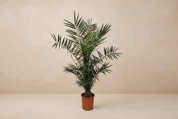 Phoenix palm