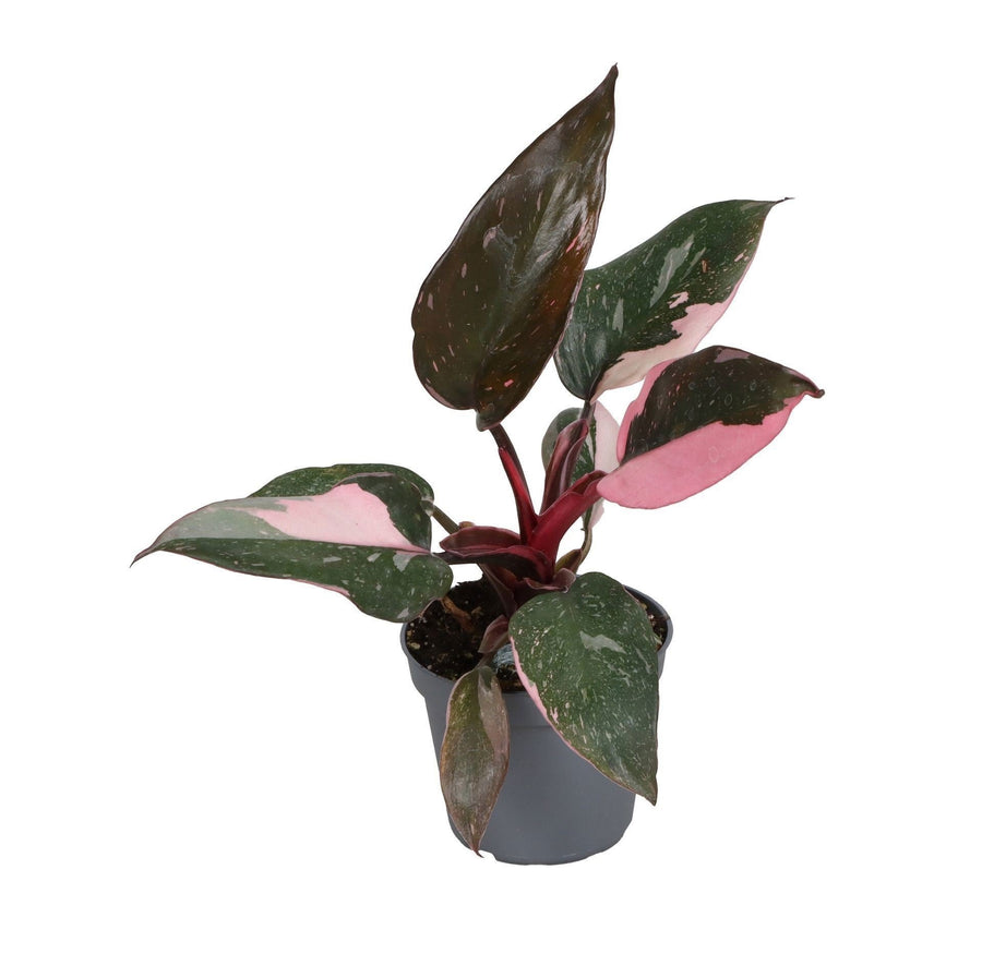 Philodendron (Philodendron erubescens 'Pink Princess Marble') 12 cm hoch, Topf ø6 cm
