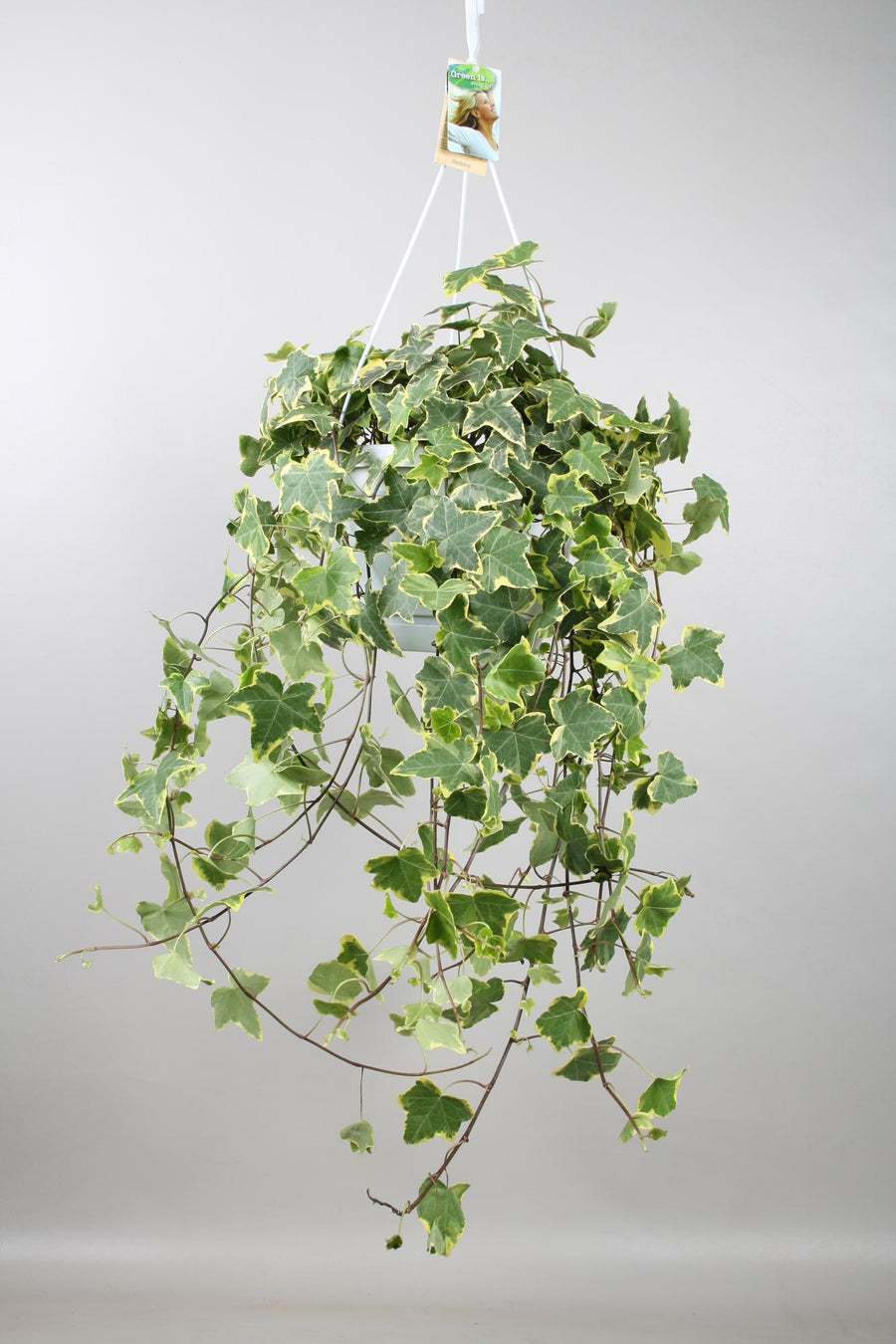 Bluszcz (Hedera helix 'Goldchild') roślina zwisająca, doniczka ø24 cm