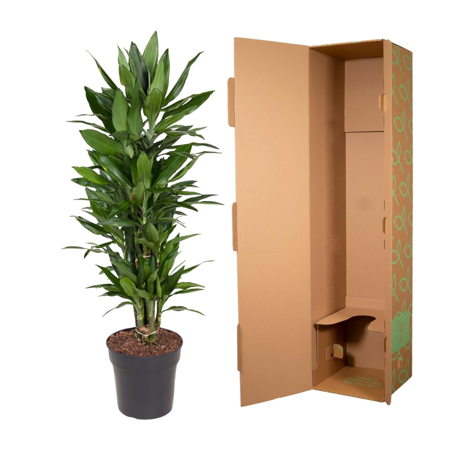 Drakenbloedboom Janet Lind vertakt (Dracaena) 110 cm hoog, pot ø27 cm