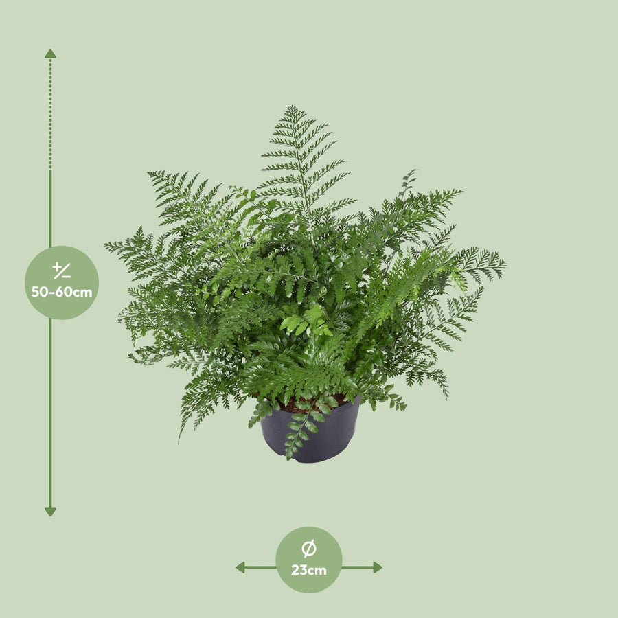 Vogelnestvaren (Asplenium 'Parvati') 55 cm hoog, pot ø23 cm