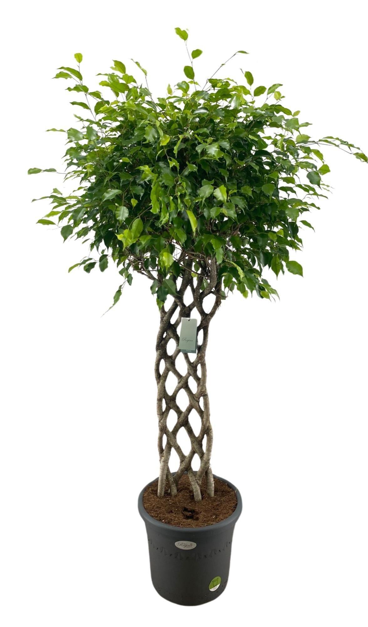 Ficus Benjamina gevlochten mat op 180cm — XXLplant