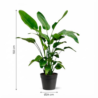 Strelitzia nicolai (uccello del paradiso bianco) 150 cm di altezza, vaso ø21 cm