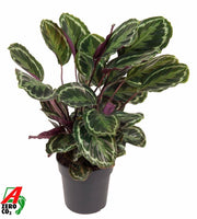 Calathea Medallion op 80cm — XXLplant