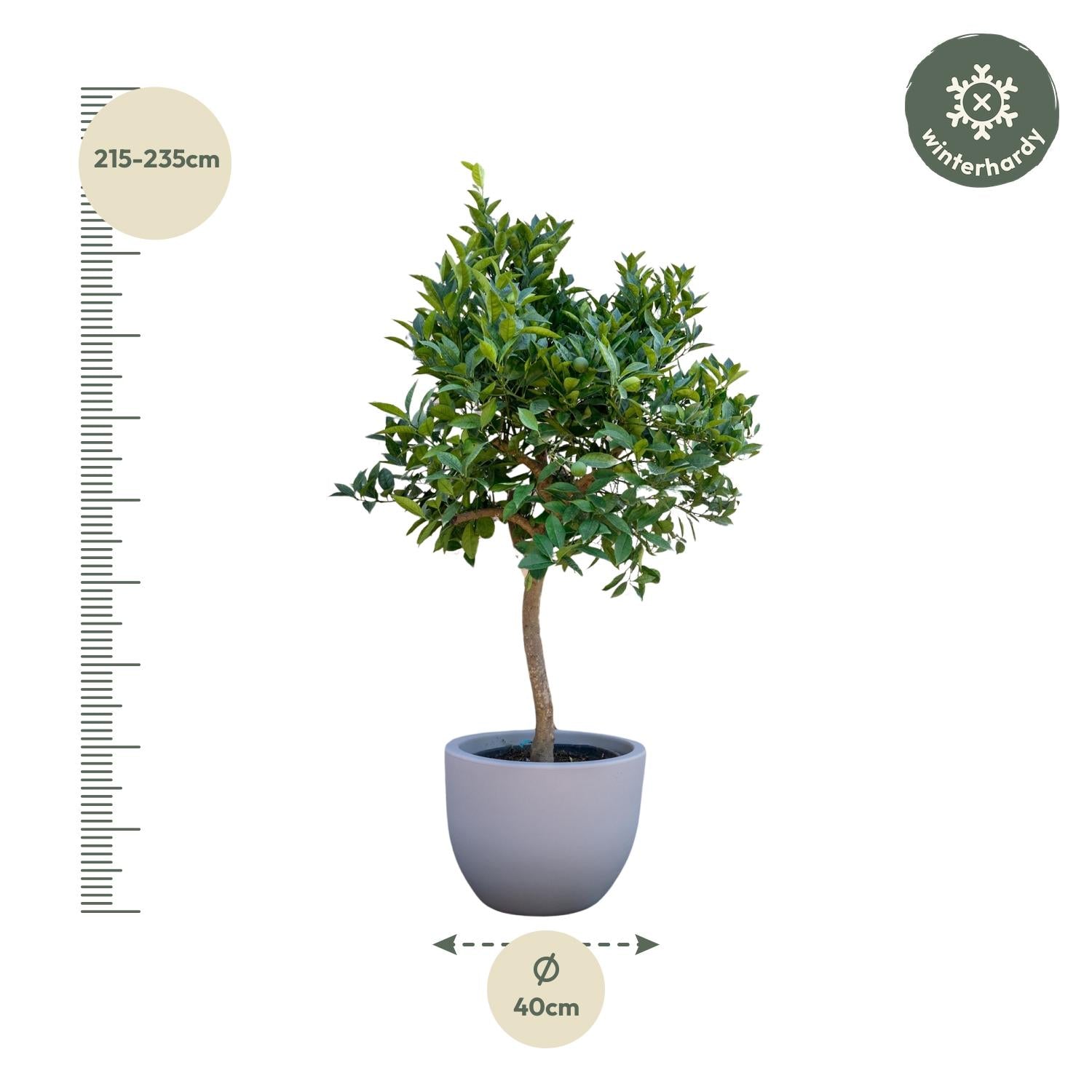 Sinaasappelboom (Citrus sinensis) 200 cm hoog, pot ø35 cm