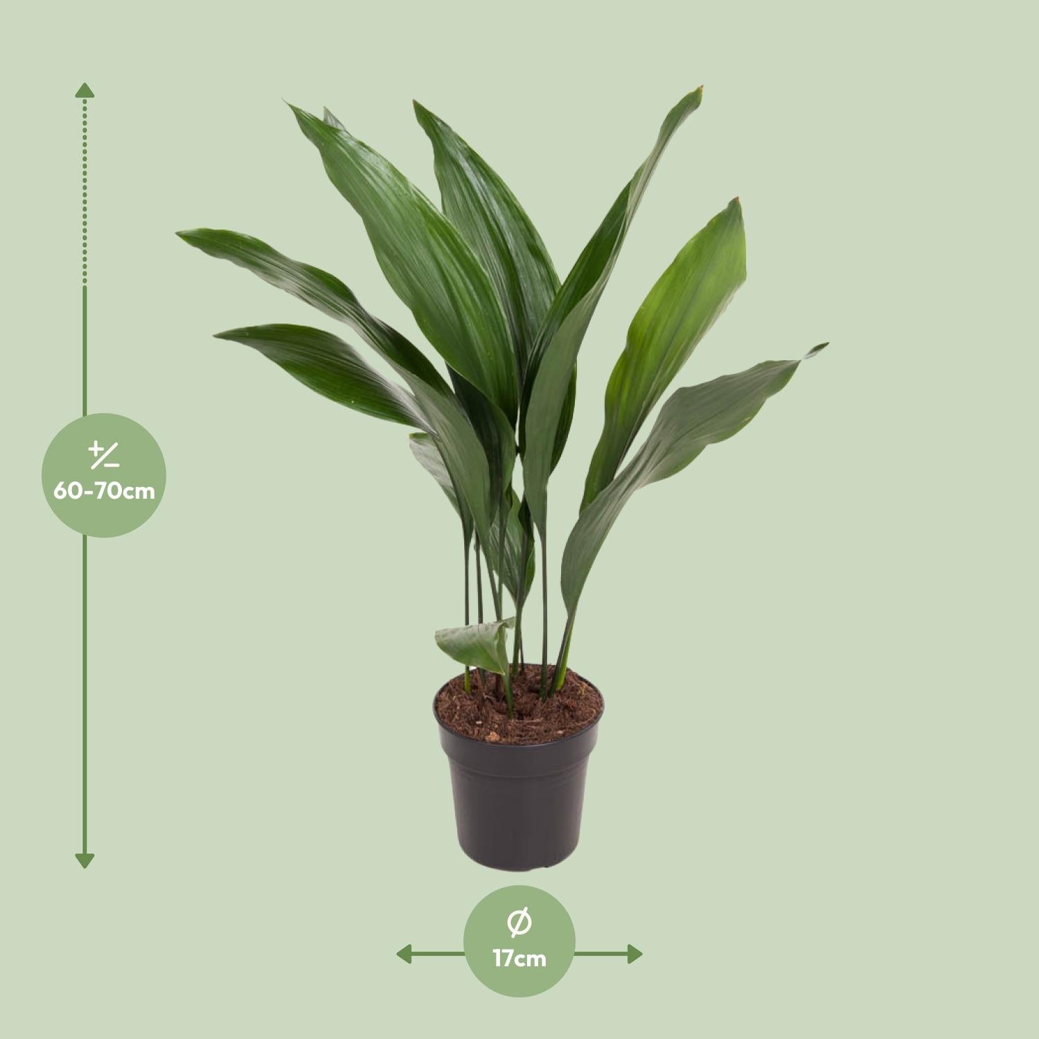 Aspidistra elatior (slagersplant) 70 cm hoog, pot ø17 cm