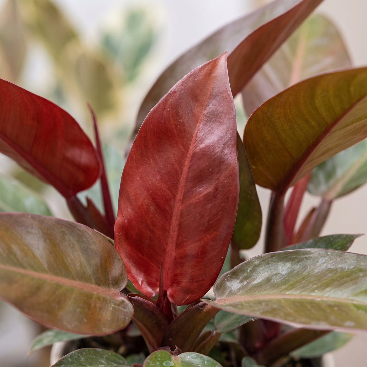 Philodendron 'Sun Red'