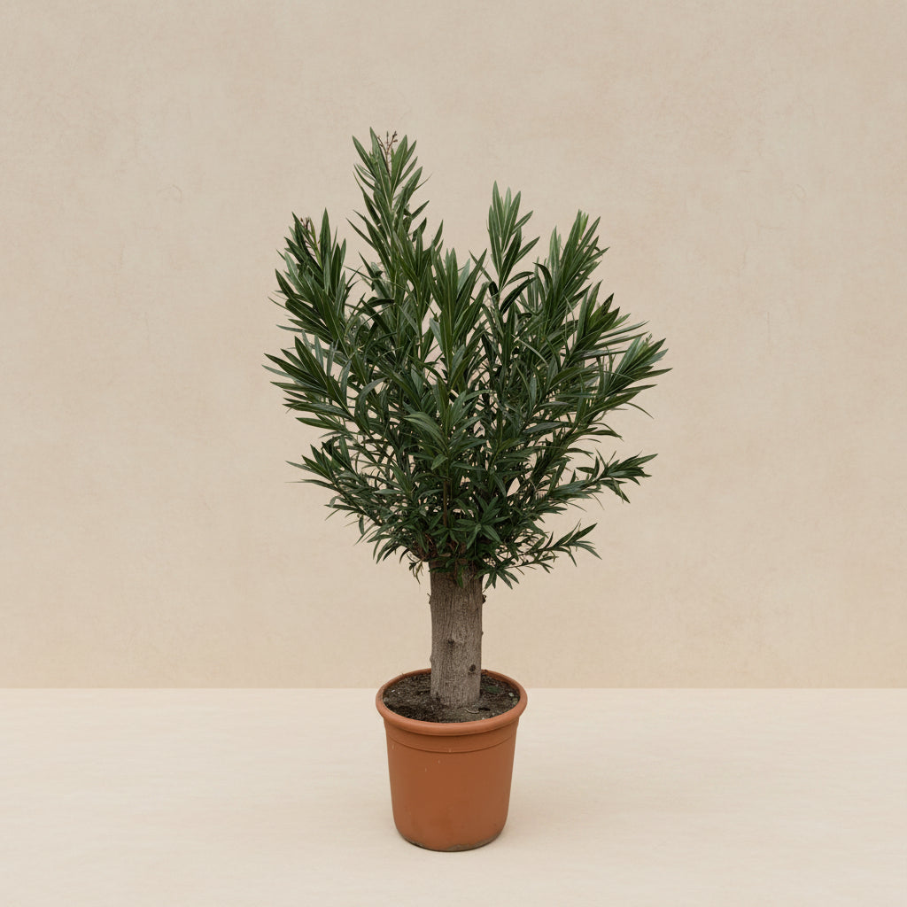 Nerium oleander op stam (oleander) 190 cm hoog, pot ø45 cm