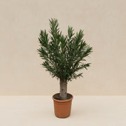 Nerium oleander op stam (oleander) 190 cm hoog, pot ø45 cm