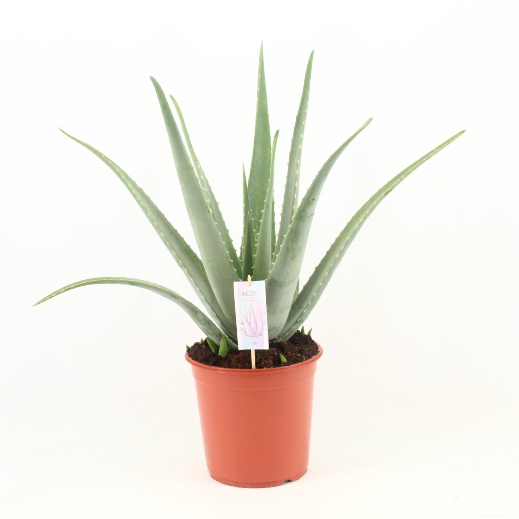Aloe Vera (boomaloë) 70 cm hoog, pot ø24 cm