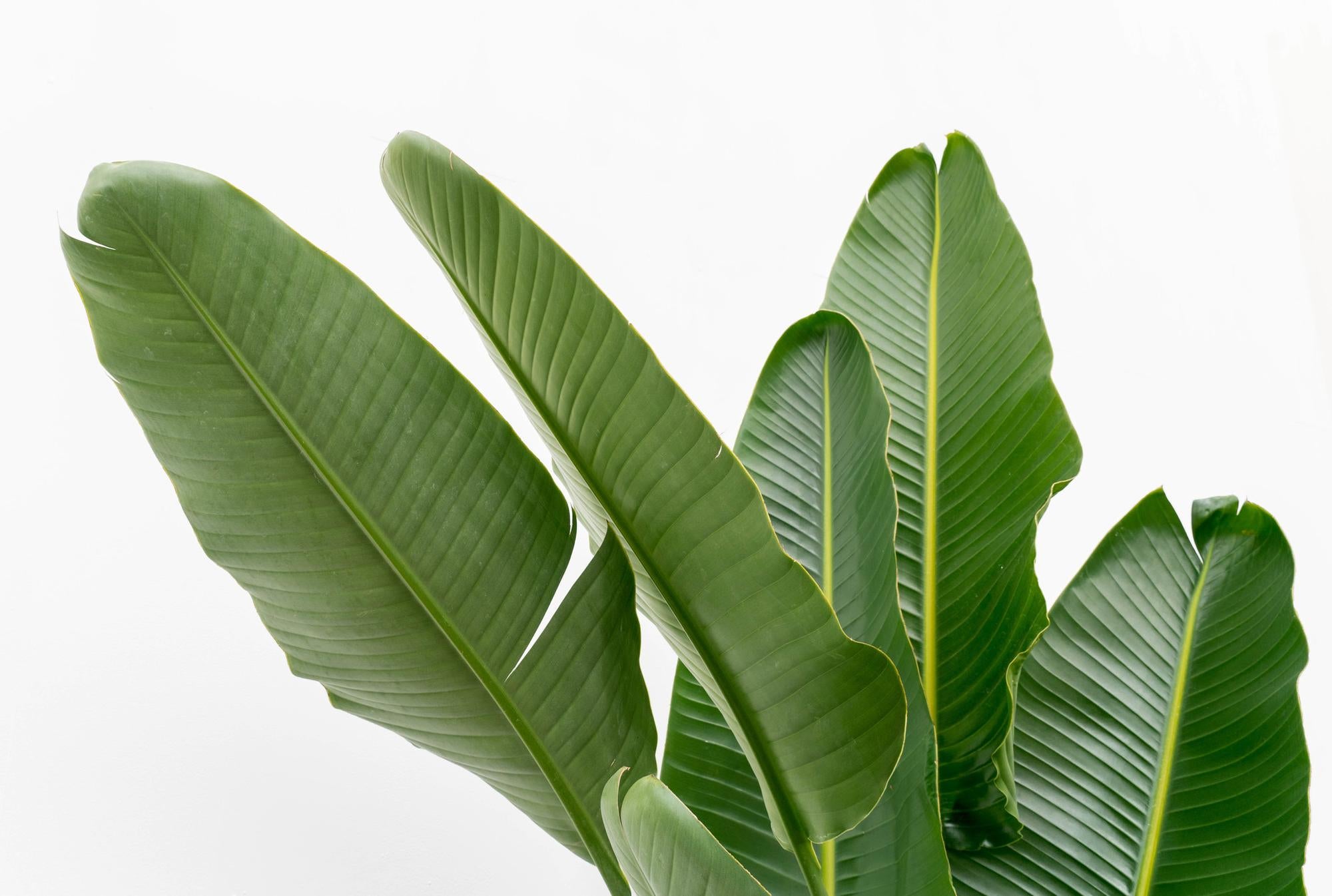 Strelitzia Augusta multi stam XXL - 225 cm - ø40 - XXLplant