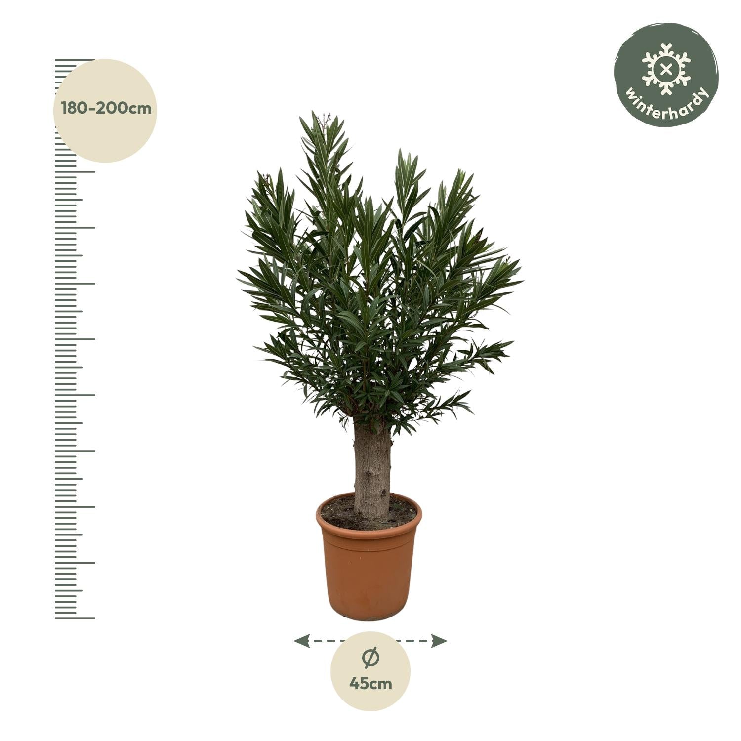 Nerium oleander op stam (oleander) 190 cm hoog, pot ø45 cm
