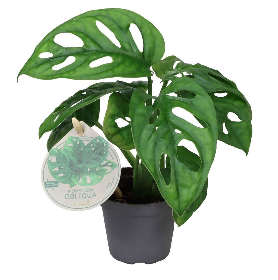 Monstera obliqua 12 cm hoog, pot ø6 cm