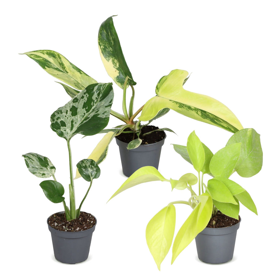 Baby Tropical Mix (3 rośliny, doniczka ø6 cm)